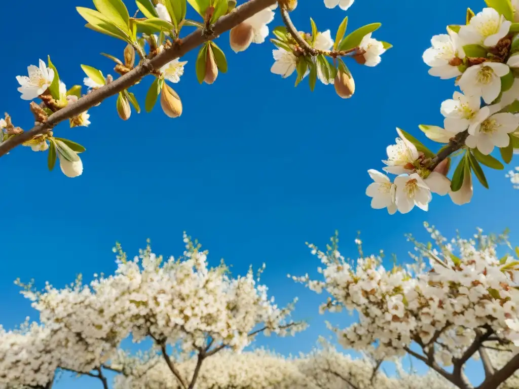 Un almendro dorado en plena floración, bajo un cielo azul claro